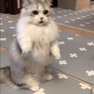 Meet your Posher, Steven